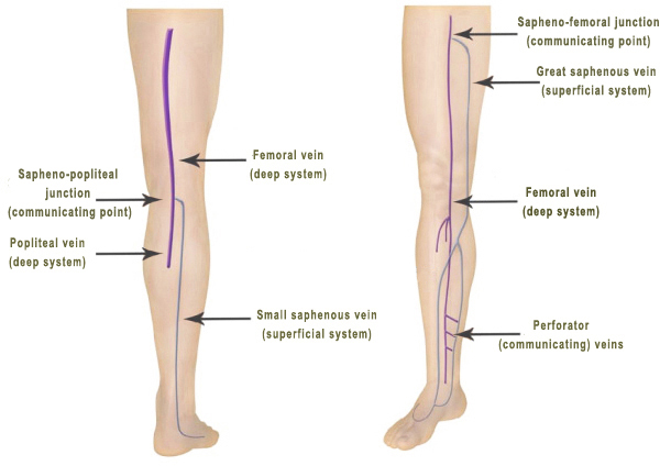 THE PRINCIPLE SUPERFICIAL AND DEEP VEINS OF THE LEG